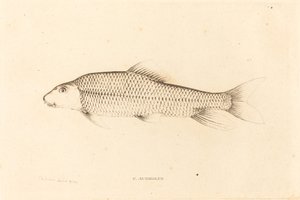 C.Aureolus