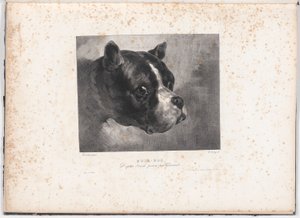 斗牛犬 作者 查尔斯·奥布里