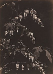 花卉静物（心出血）