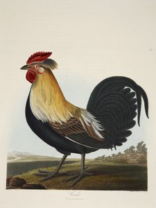 公鸡，Phasianus，出自《英国鸟类选集》，出版。1835年（手绘版画 作者 查尔斯·奥古斯特（后）斯图本