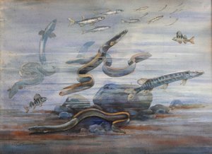 海鱼，c.1907（水彩）