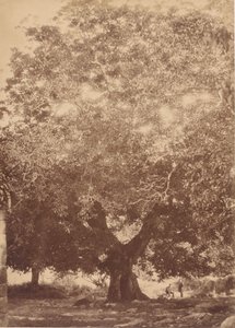 查理五世皇帝的核桃树》，尤斯特，1858年。