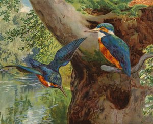 翠鸟 (chromolitho) 作者 查尔斯·柯林斯