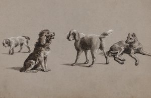 狗的研究（笔，画笔，墨水和水粉在纸上）
