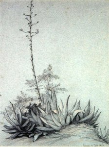 花叶玉兰 作者 查尔斯·达摩