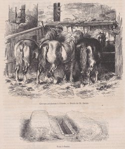 马厩里的Percheron马，粪坑，来自Magasin Pittoresque，约1852年。 作者 查尔斯·埃米尔·雅克