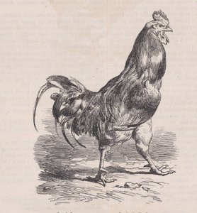 Coq de ferme，普通品种，来自Magasin Pittoresque，约1852年。 作者 查尔斯·埃米尔·雅克