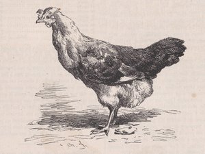 普通的法国母鸡，贫血，来自皮托雷斯克拍卖行，约1852年。 作者 查尔斯·埃米尔·雅克