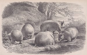 袋熊，来自Le Magasin Pittoresque，约1852年。 作者 查尔斯·埃米尔·雅克