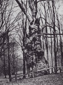 The Old Oak, Knole Park (b/w photo)
