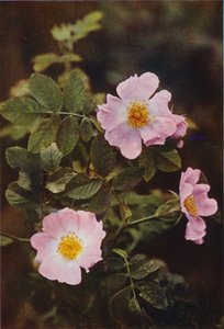 野花狗蔷薇（彩色照片）