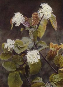 野花山茱萸（彩色照片） 作者 查尔斯·埃森海克·科克