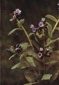 野花龙须草（彩色照片） 作者 查尔斯·埃森海克·科克