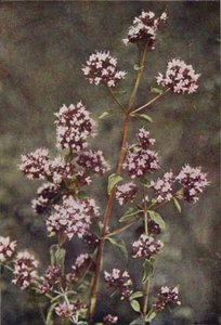 野花马郁兰（彩色照片）