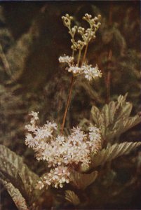 野花绣线菊（彩色照片） 作者 查尔斯·埃森海克·科克