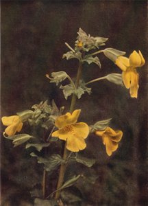 野花猴子花（彩色照片）
