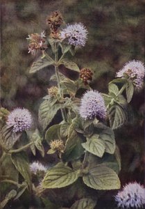 野花胡椒薄荷（彩色照片）