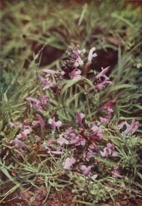 野花红荆条（彩色照片）
