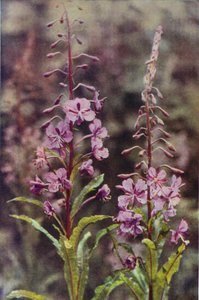 野花玫瑰湾柳香草（彩色照片） 作者 查尔斯·埃森海克·科克