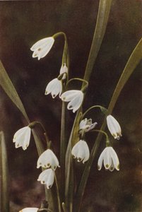 野花雪花（彩色照片）