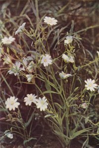 野花金针菜（彩色照片） 作者 查尔斯·埃森海克·科克