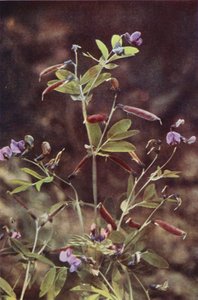 野花块茎苦豌豆（彩色照片）