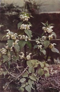 野花白枯草（彩色照片）