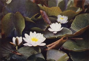 野花白色睡莲（彩色照片） 作者 查尔斯·埃森海克·科克
