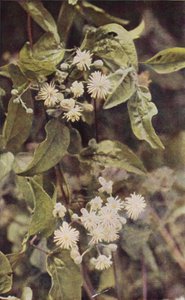 野花野生铁线莲（彩色照片）