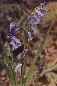 野花野风信子（彩色照片）