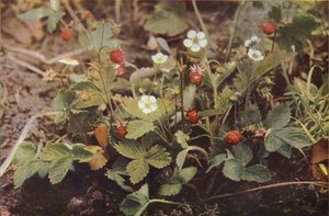 野花野草莓（彩色照片）