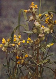野花黄荆条（彩色照片）
