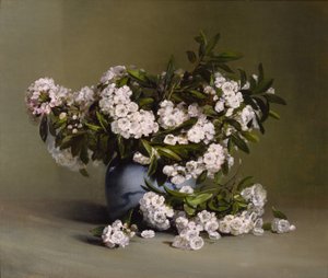 山桂花