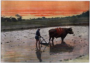 日本c1890年水稻种植园的准备