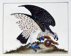 猛禽与蛇，1808-21年 作者 查尔斯·海斯