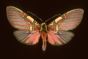 安乐死(Anaxita constricta) 作者 查尔斯·亨利·约瑟夫·莱克特