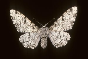 Betularia biston/Birch Phalene 作者 查尔斯·亨利·约瑟夫·莱克特