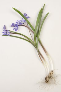 植物板/Chionodoxa forbesii/Chionodoxa luciliae/Glory of the Snow 作者 查尔斯·亨利·约瑟夫·莱克特