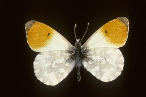 卡达明Anthocharis/Spring Dawn/Male 作者 查尔斯·亨利·约瑟夫·莱克特
