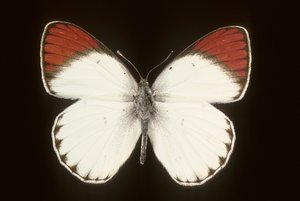 斑马鱼(Colotis danae/Crimson) 作者 查尔斯·亨利·约瑟夫·莱克特