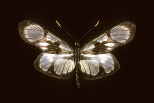 畸形症（Dismorphia orise 作者 查尔斯·亨利·约瑟夫·莱克特