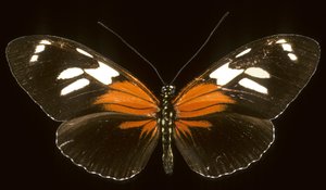Heliconius burneyi catherina/Heliconie 作者 查尔斯·亨利·约瑟夫·莱克特