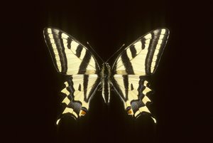 Papilio alexanor/Alexanor 作者 查尔斯·亨利·约瑟夫·莱克特