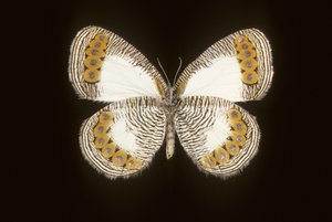 Physcaeneura leda 作者 查尔斯·亨利·约瑟夫·莱克特