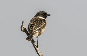 Saxicola torquata/Dawler/Common Stonechat 作者 查尔斯·亨利·约瑟夫·莱克特