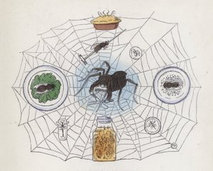被食物包围在网中的蜘蛛（彩色雕刻品 作者 查尔斯·亨利（后）贝内特
