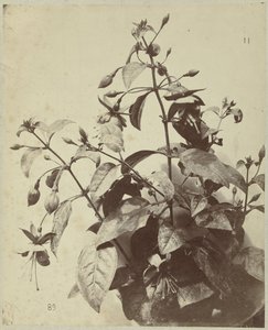 紫红色花卉静物 作者 查尔斯·伊波利特·奥布里