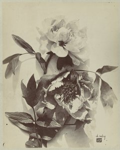 牡丹花静物画 作者 查尔斯·伊波利特·奥布里