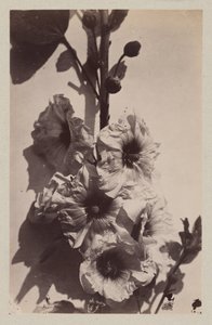 冬青花静物画 作者 查尔斯·伊波利特·奥布里
