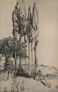 锡耶纳附近的柏树，1903年